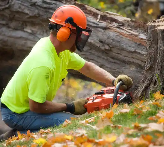 tree services Montz